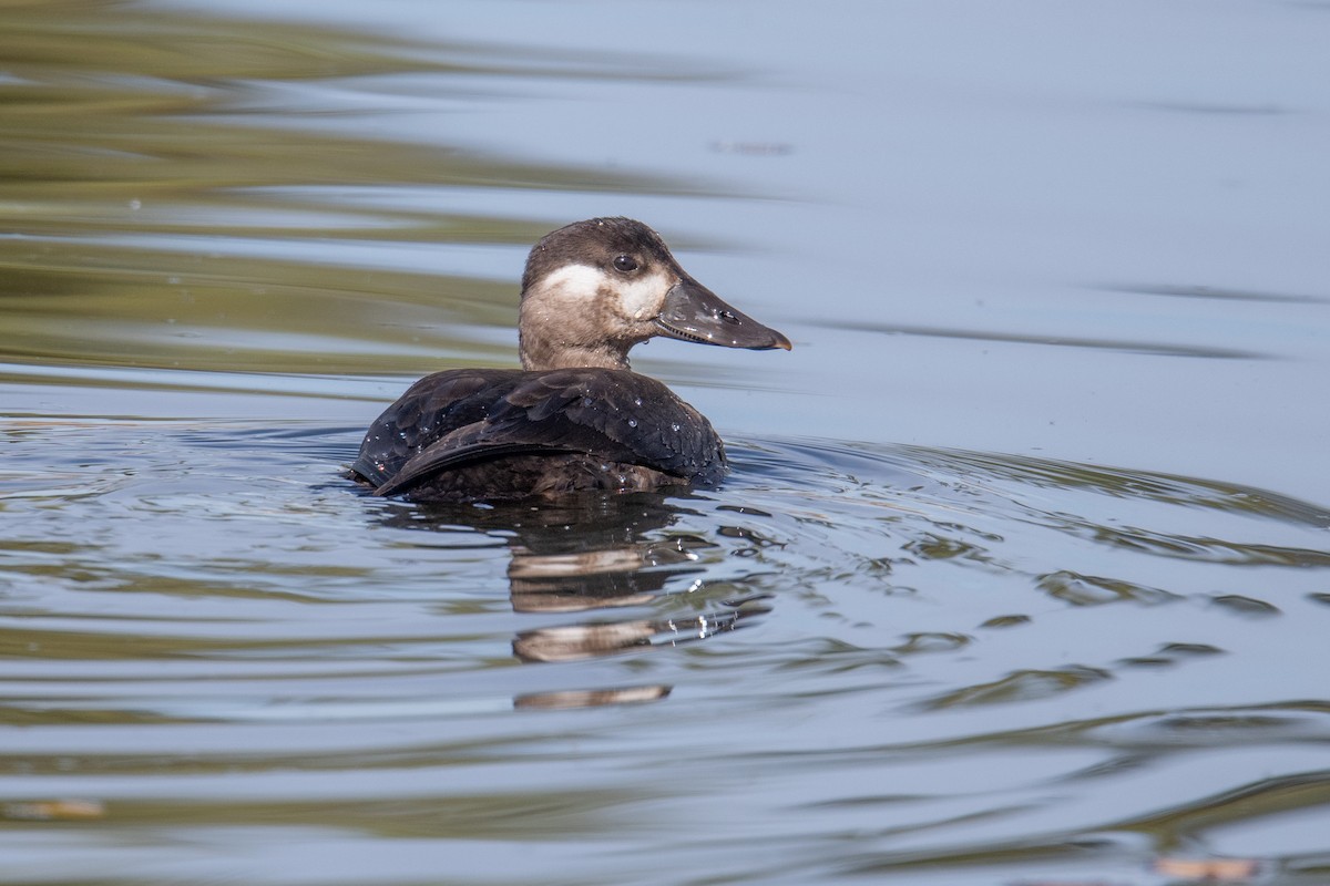 Surf Scoter - ML644469625