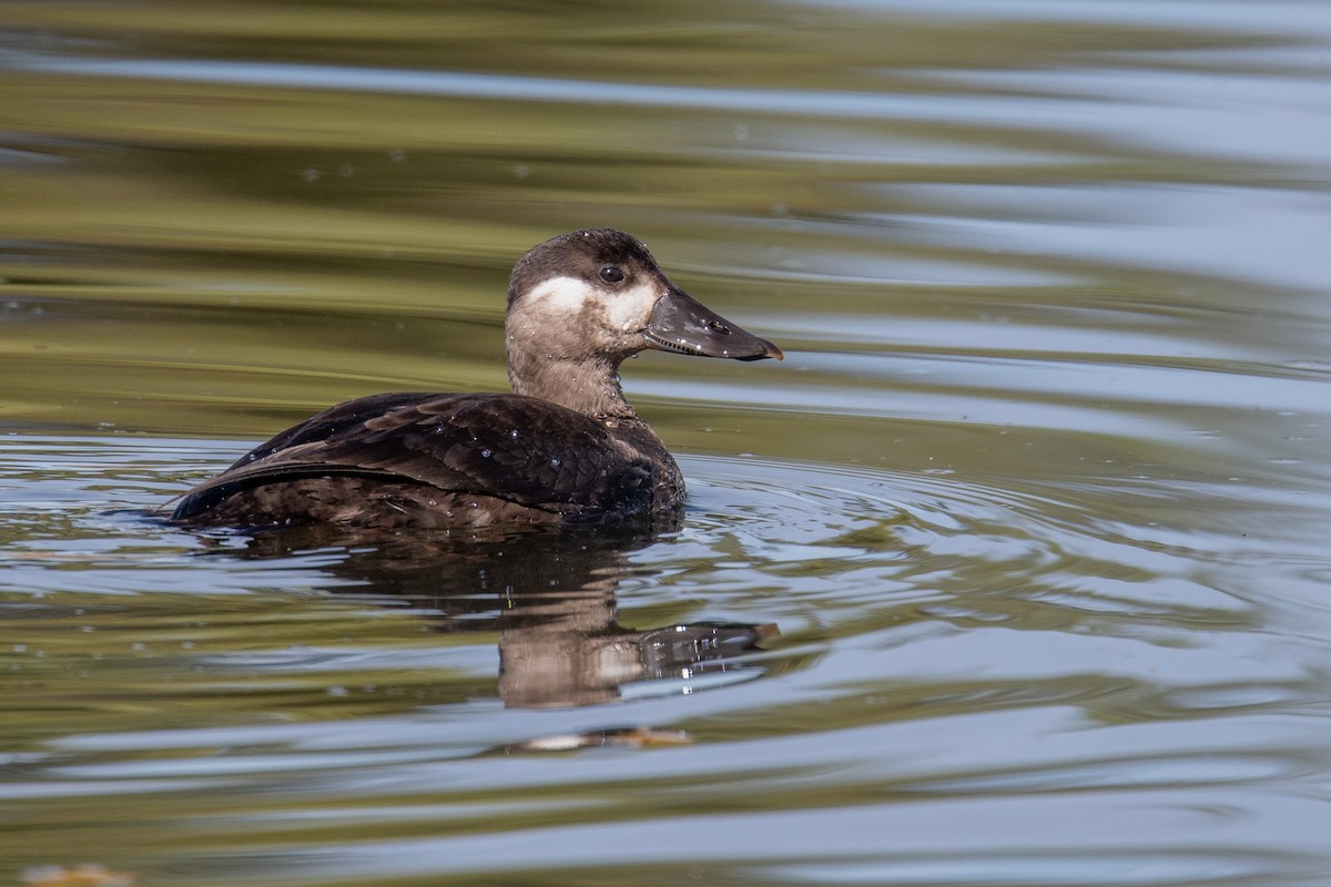 Surf Scoter - ML644469626
