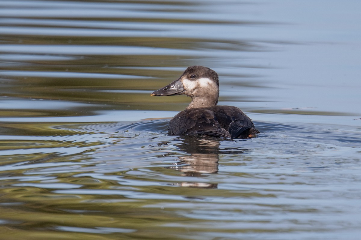 Surf Scoter - ML644469627