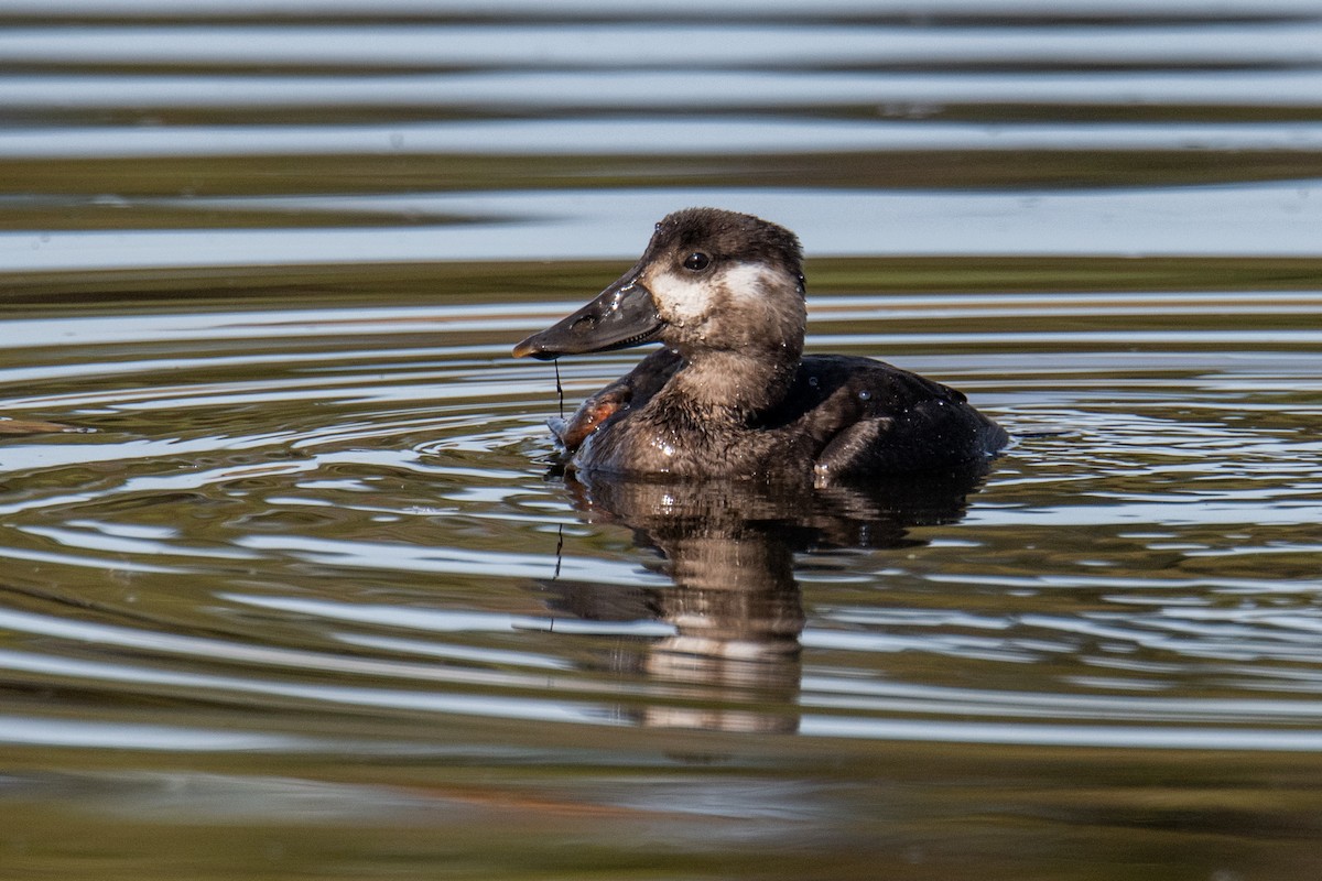 Surf Scoter - ML644469628