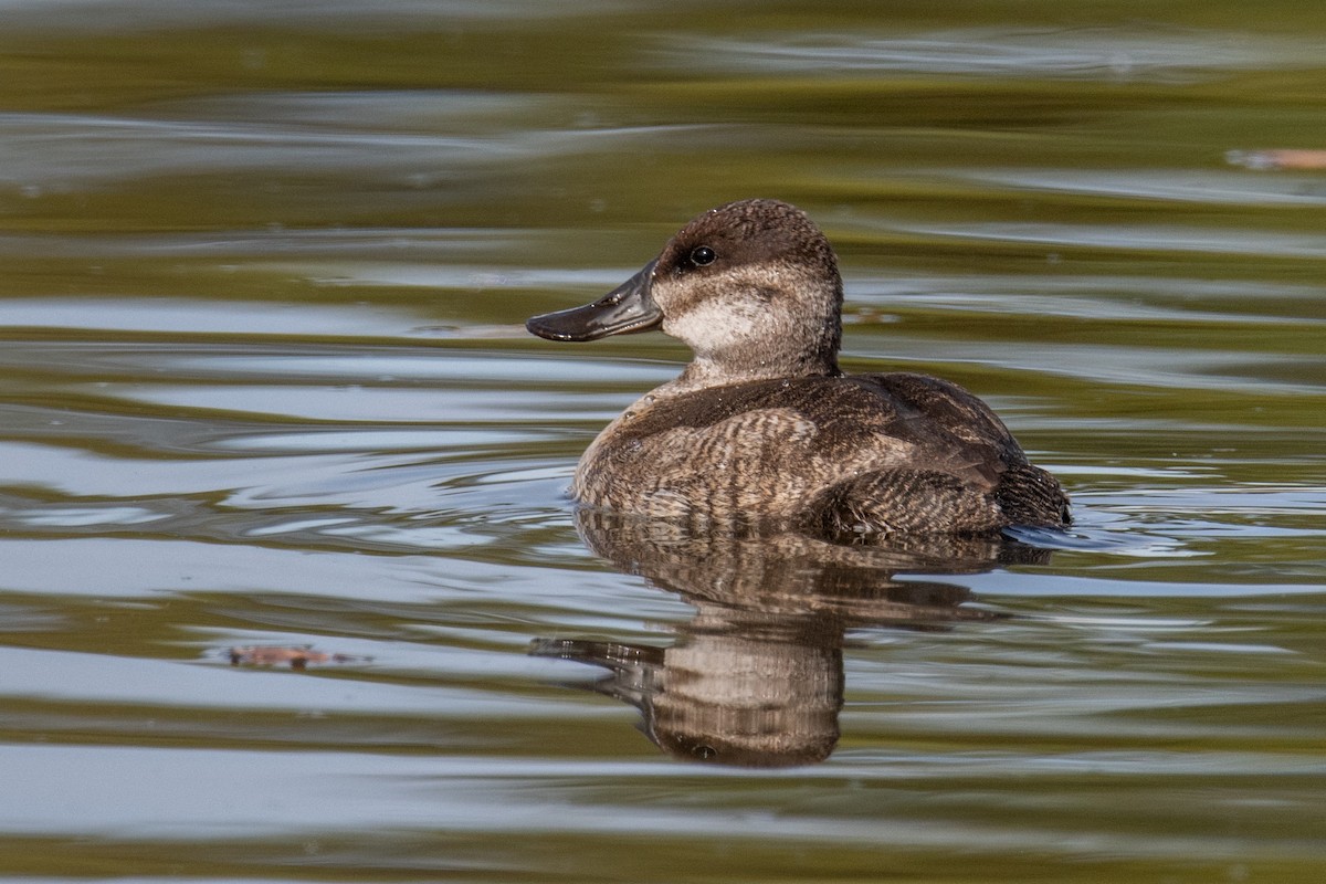 Ruddy Duck - ML644469629