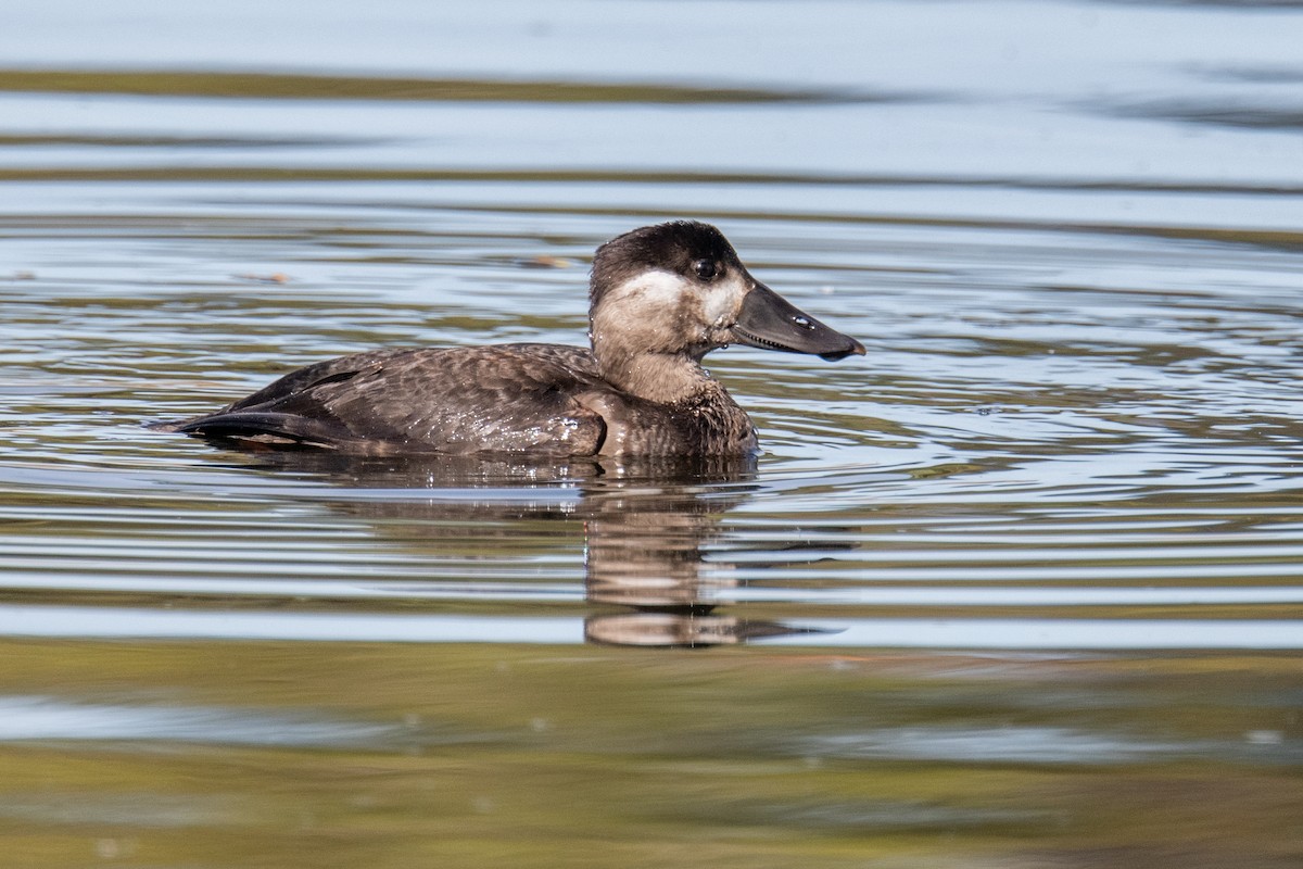 Surf Scoter - ML644469631