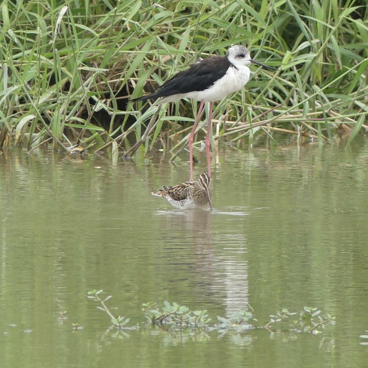 Бекас - ML644469644