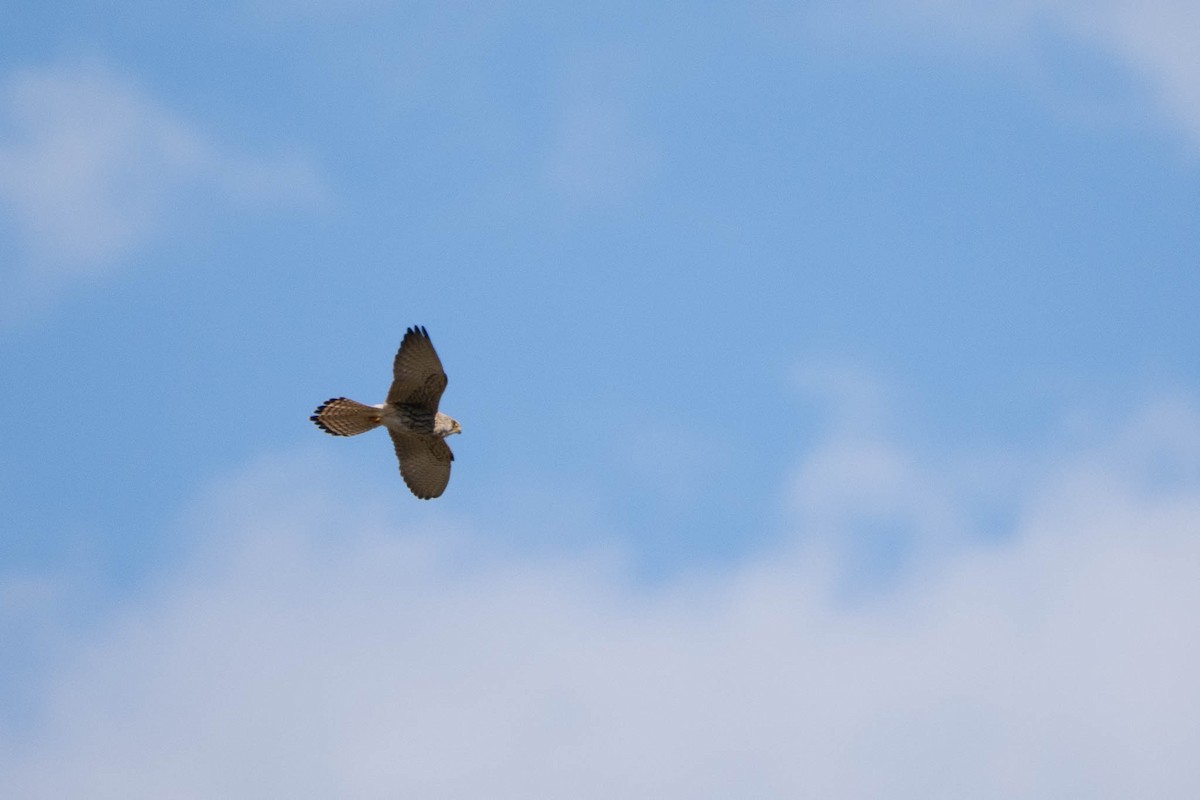 tårnfalk - ML644469650