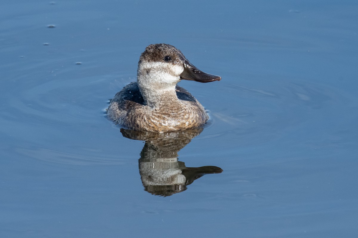 Ruddy Duck - ML644469663