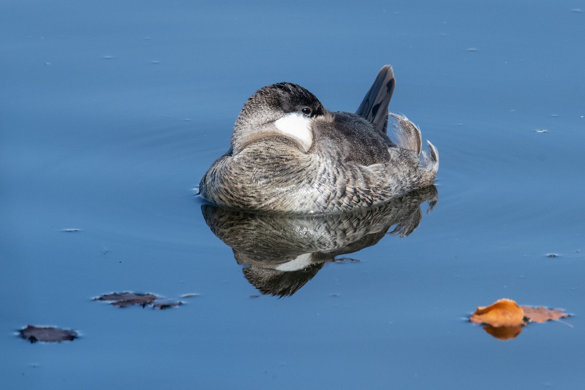 Ruddy Duck - ML644469665