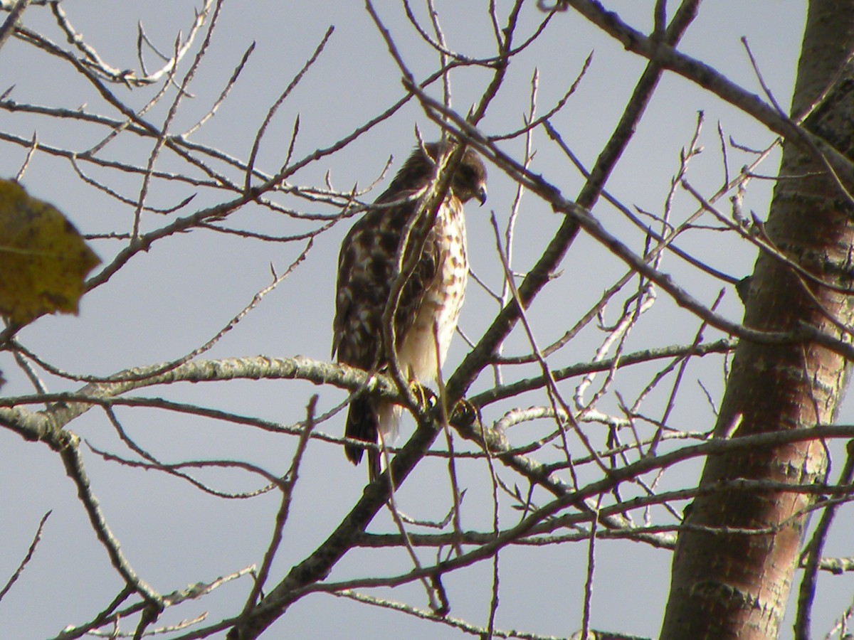 Red-shouldered Hawk - ML644469666