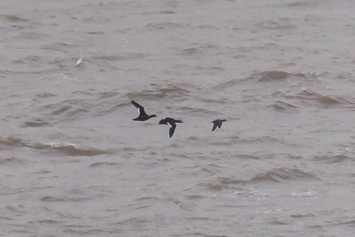 Macreuse brune - ML644469674