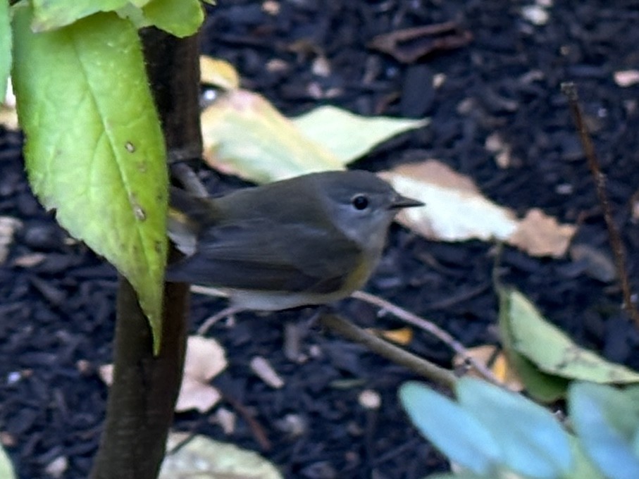 Paruline flamboyante - ML644469691