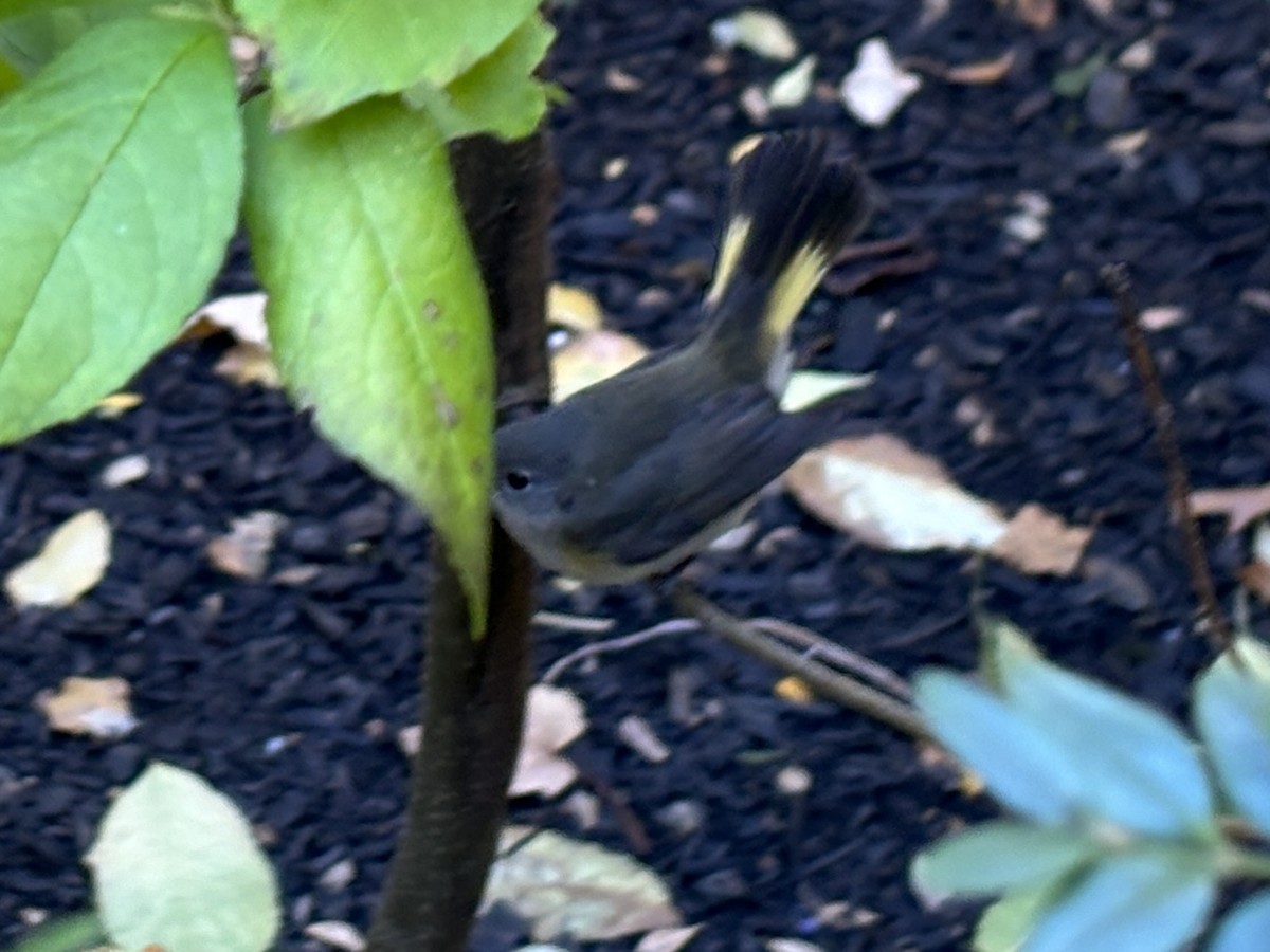 Paruline flamboyante - ML644469692