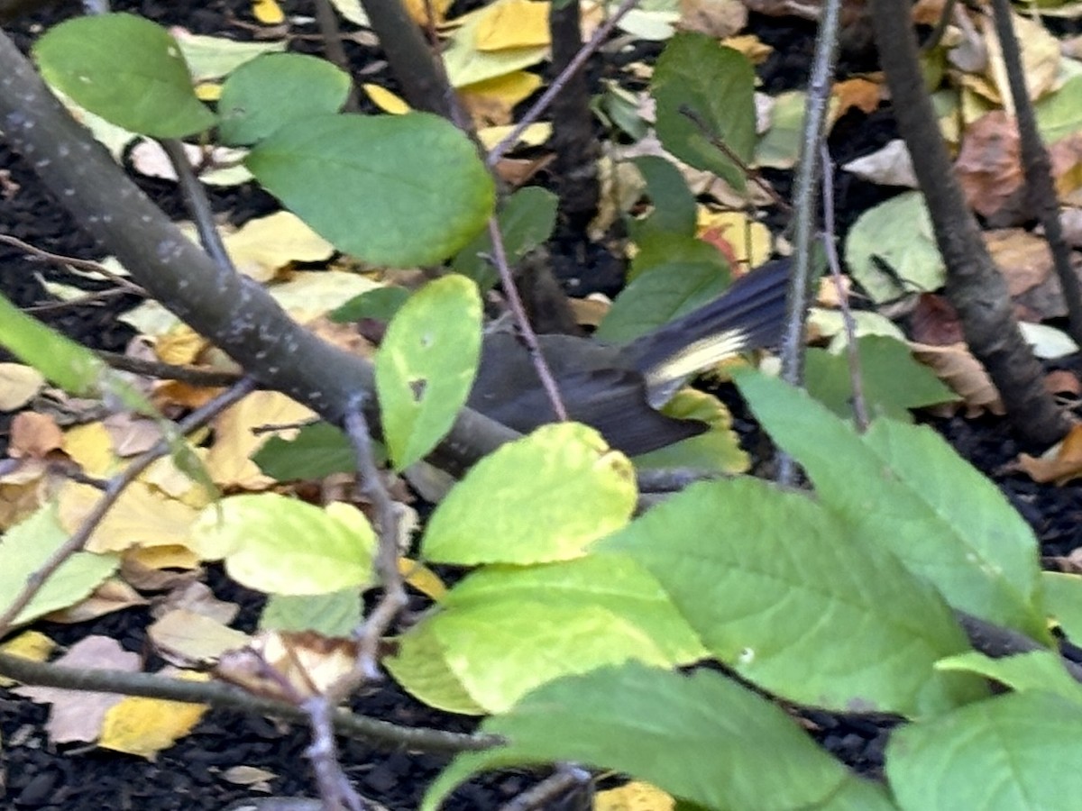 Paruline flamboyante - ML644469693