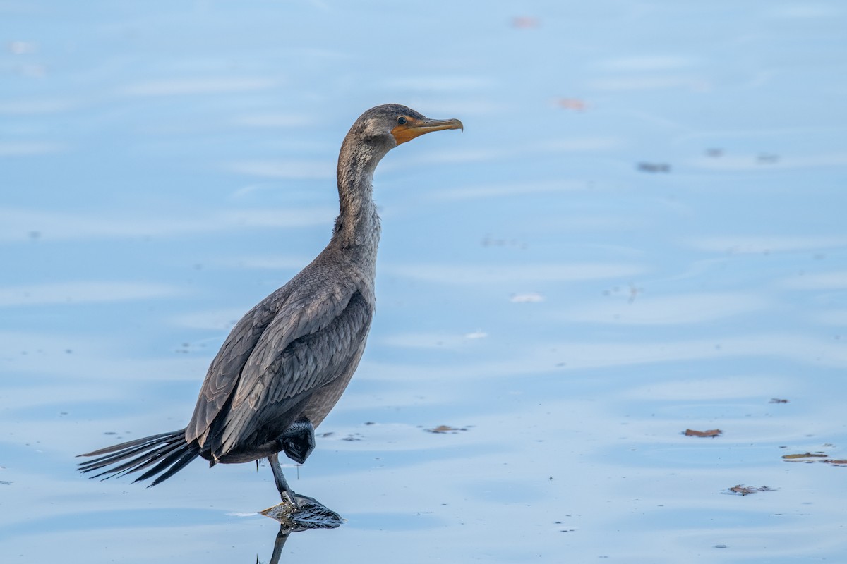 Double-crested Cormorant - ML644469695