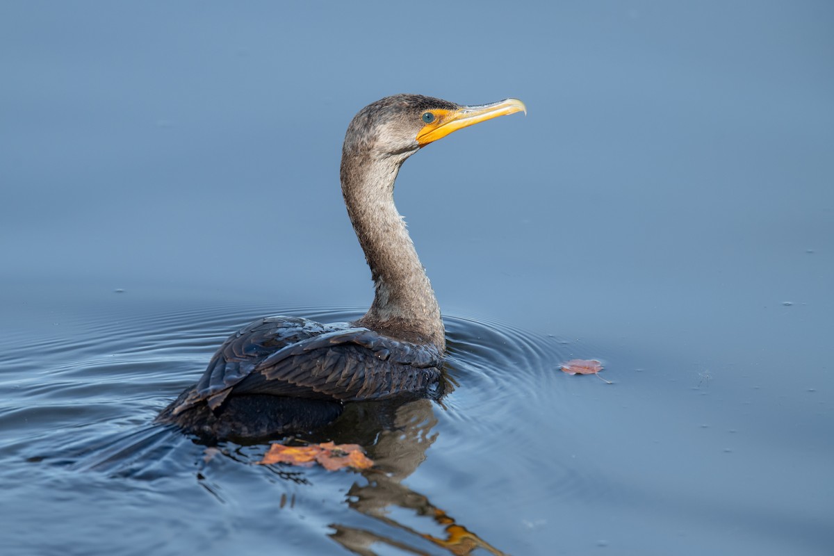 Double-crested Cormorant - ML644469696