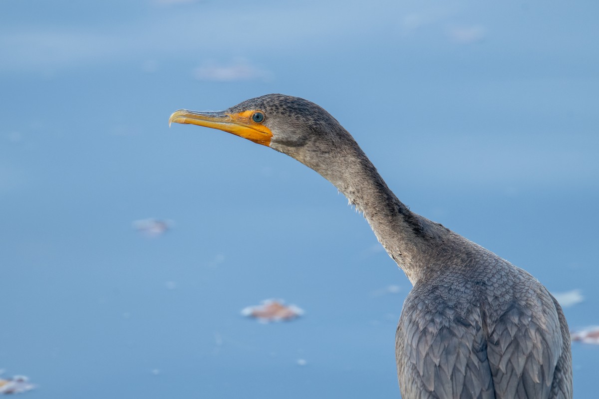 Double-crested Cormorant - ML644469697