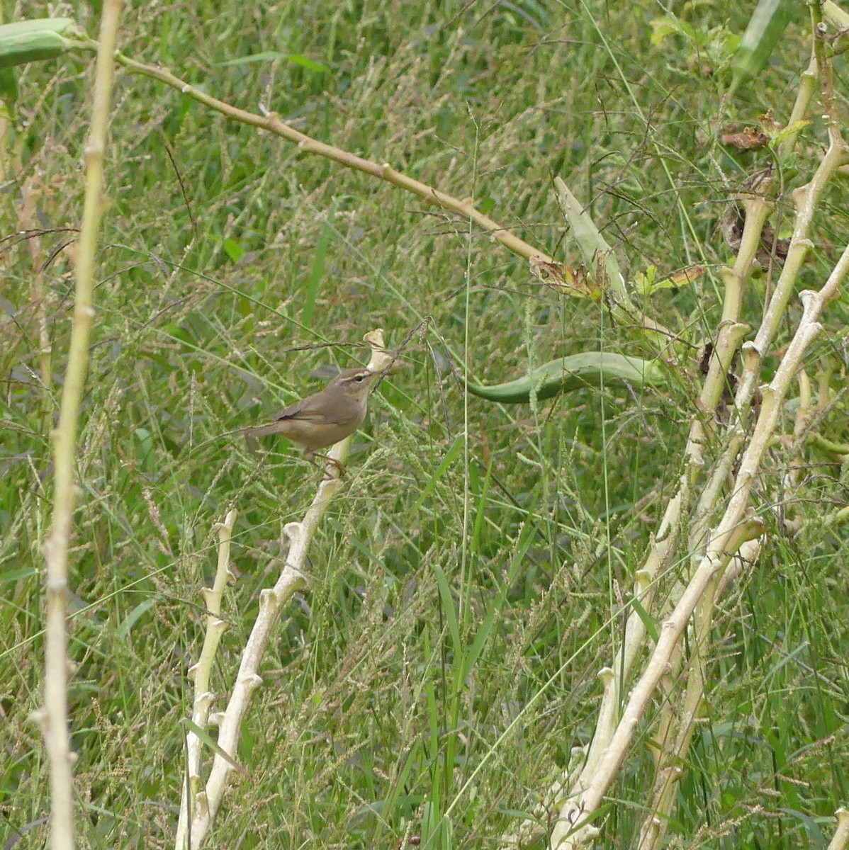 Бурая пеночка - ML644469698