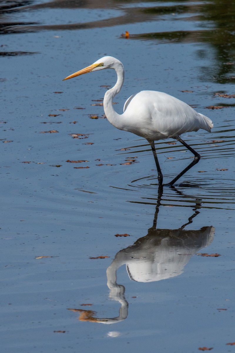 Great Egret - ML644469707