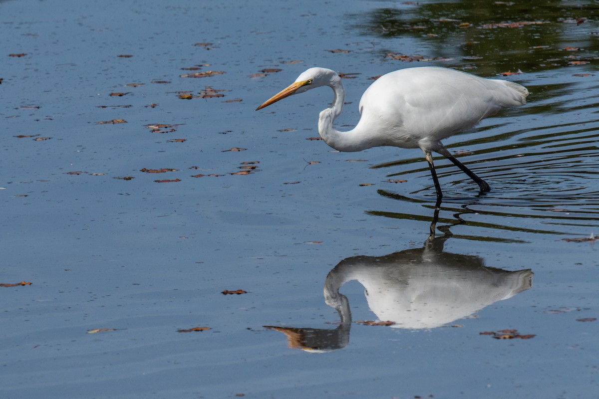 Great Egret - ML644469708