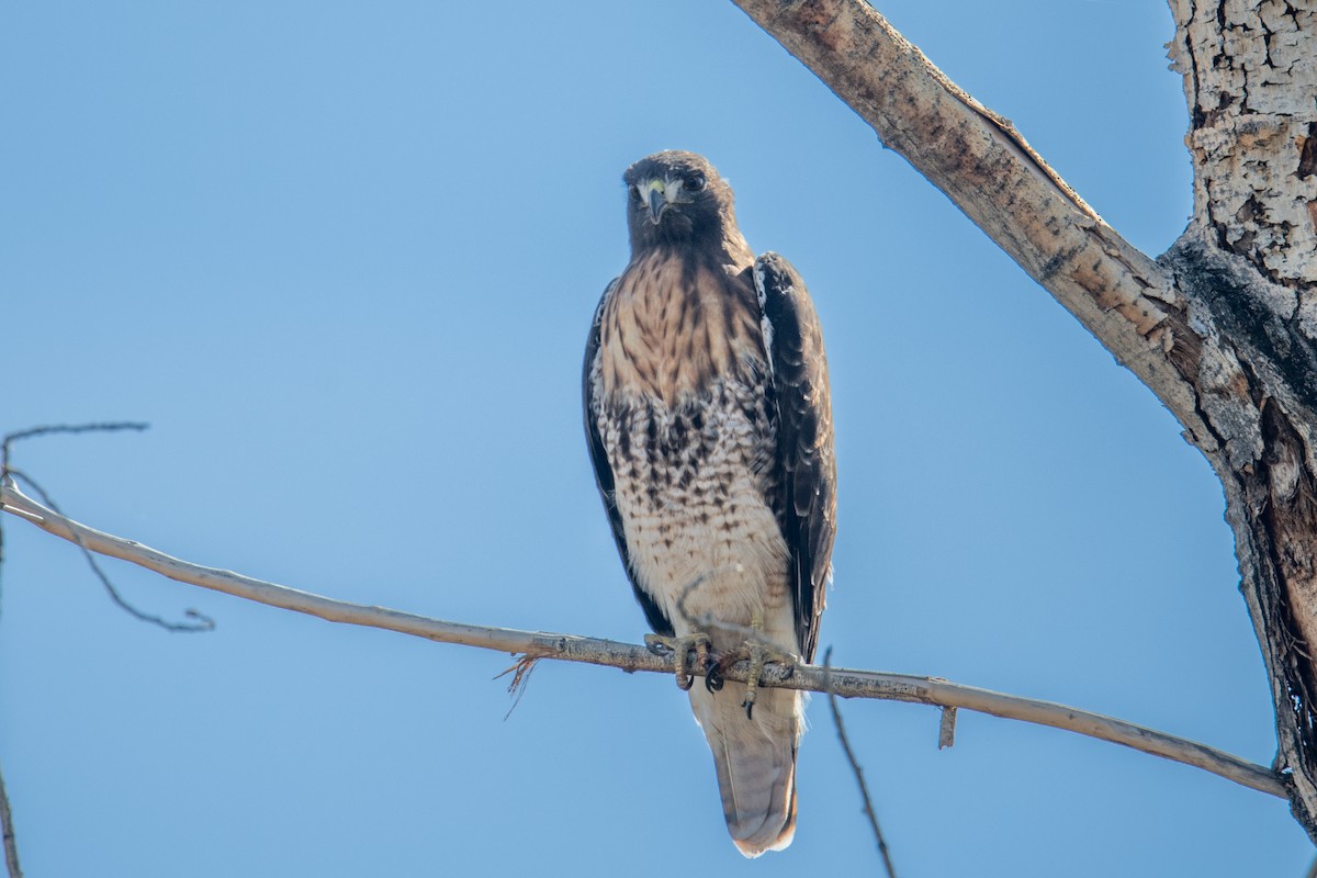 Red-tailed Hawk - ML644469713