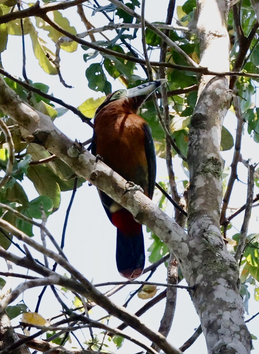 Spot-billed Toucanet - ML644469714