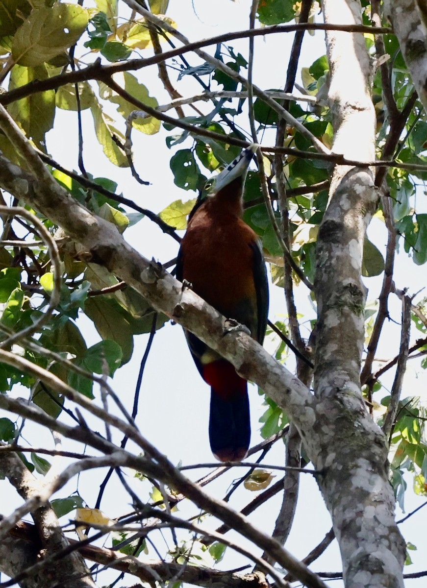 Spot-billed Toucanet - ML644469715