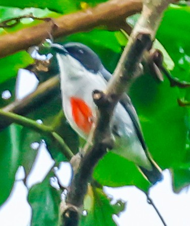 rødkjølblomsterfugl - ML644469724