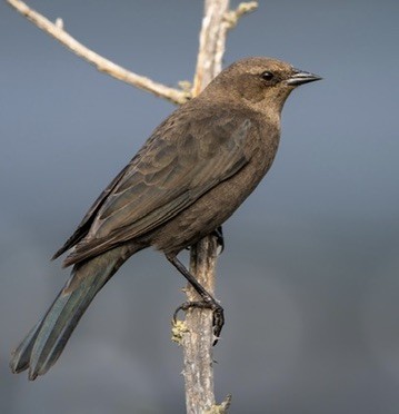 Brewer's Blackbird - ML644469728