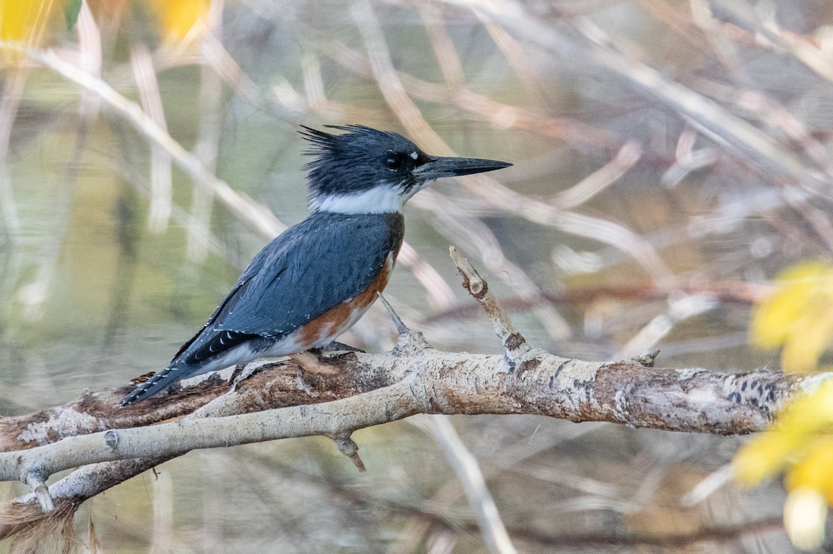 Belted Kingfisher - ML644469737