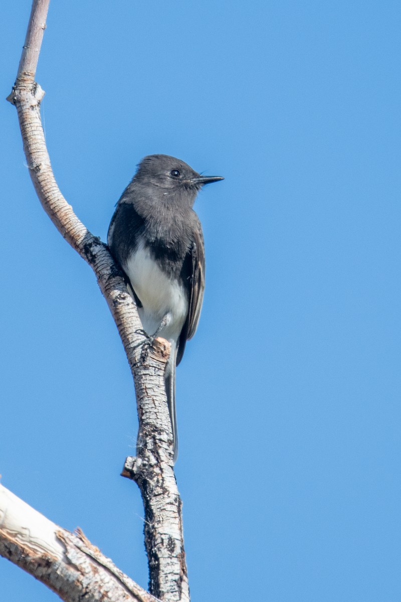 Black Phoebe - ML644469755