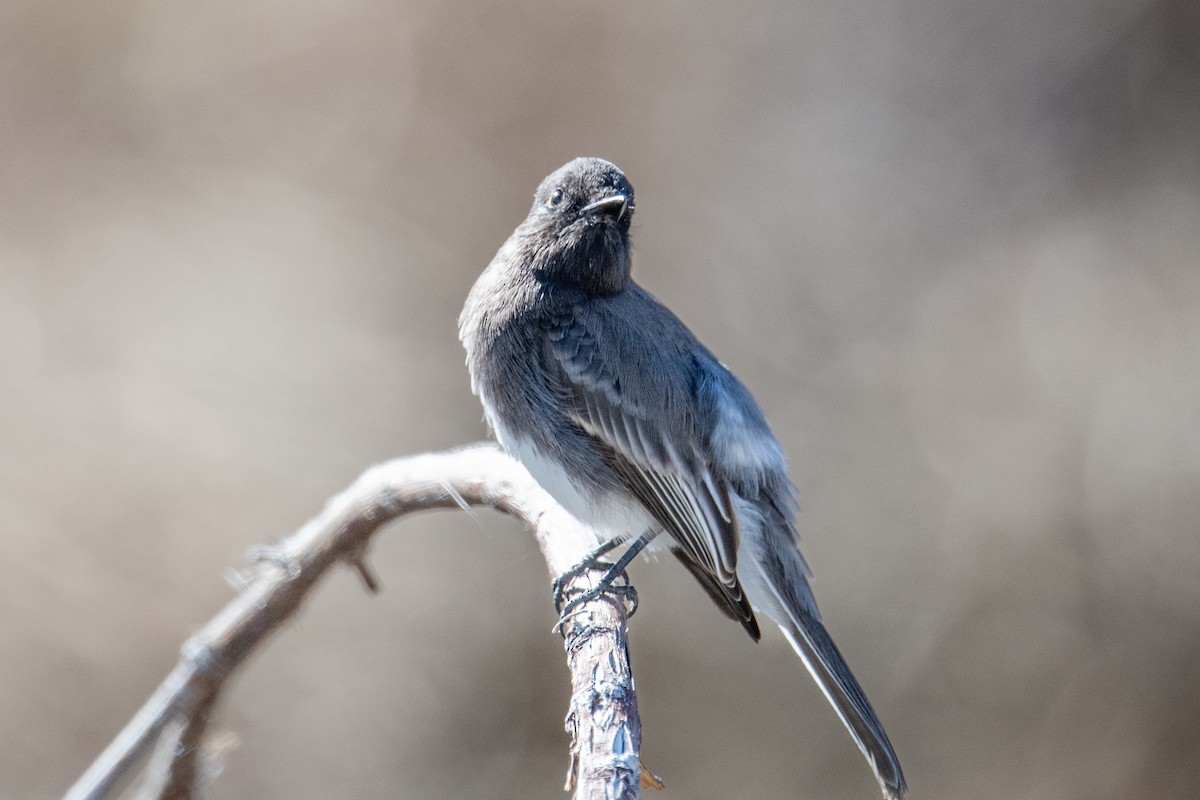 Black Phoebe - ML644469756