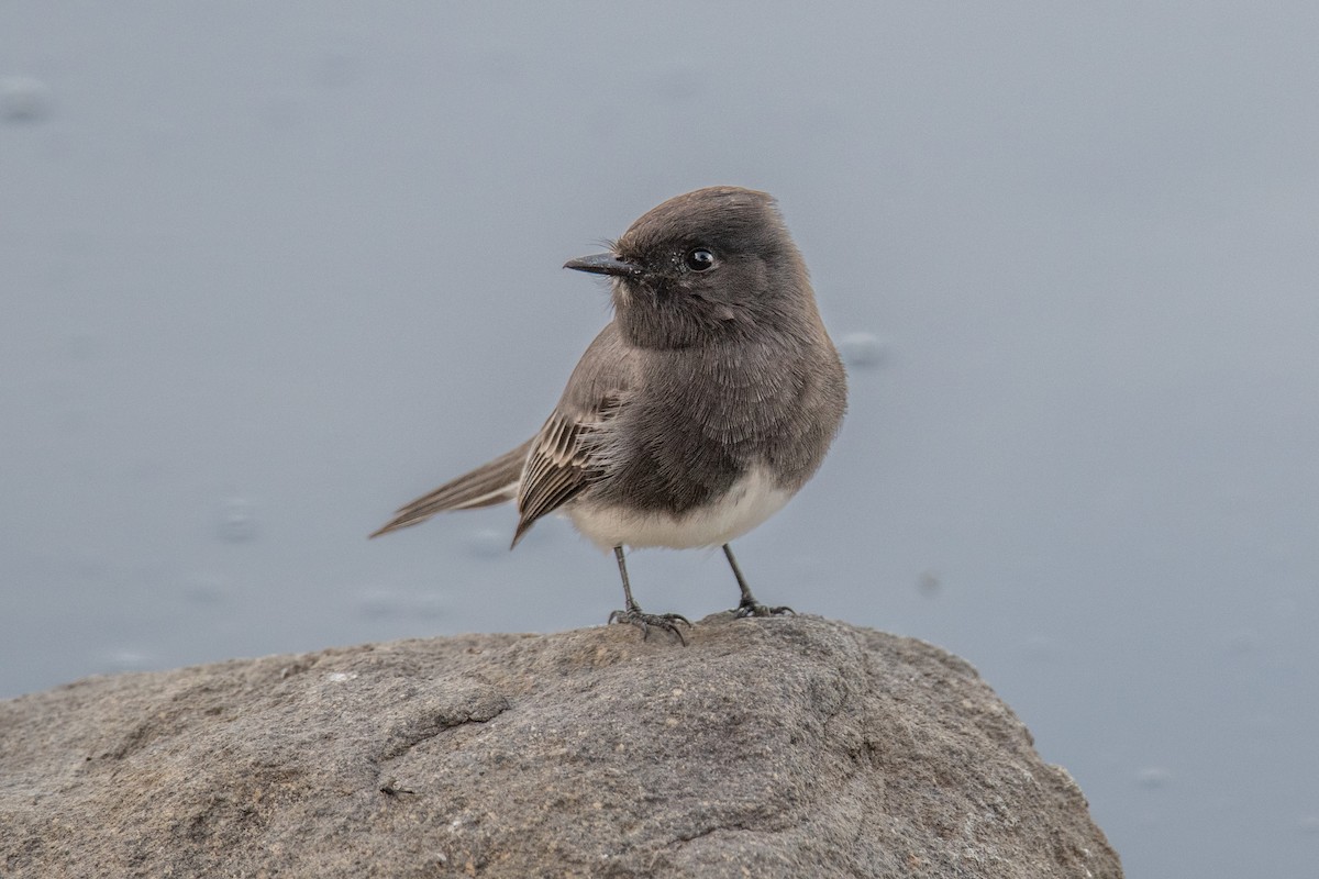 Black Phoebe - ML644469757