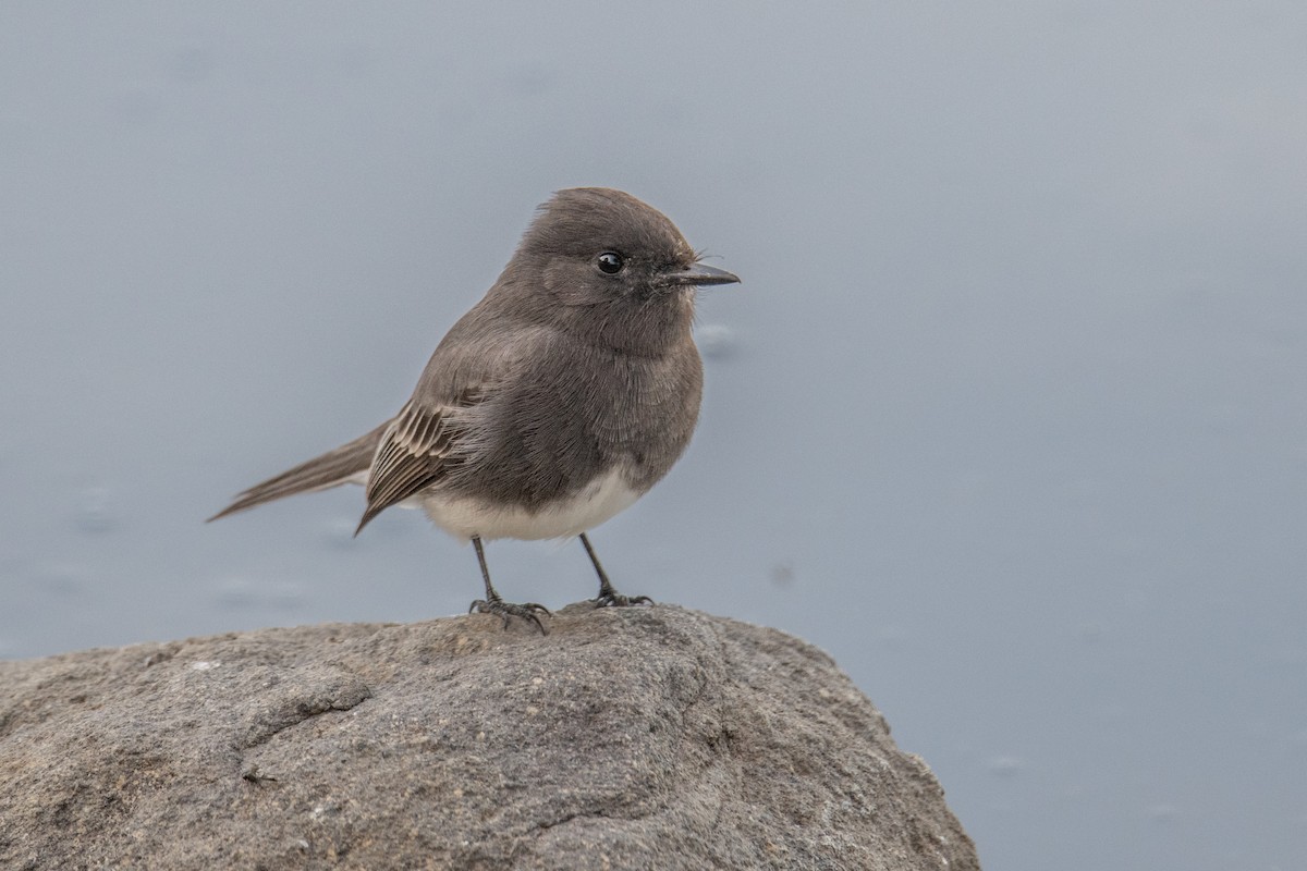 Black Phoebe - ML644469758