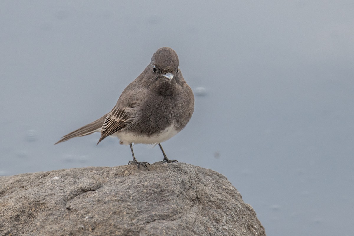 Black Phoebe - ML644469759