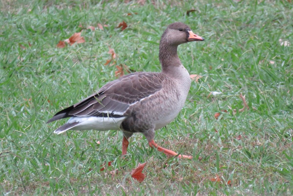 白額雁 - ML644469766