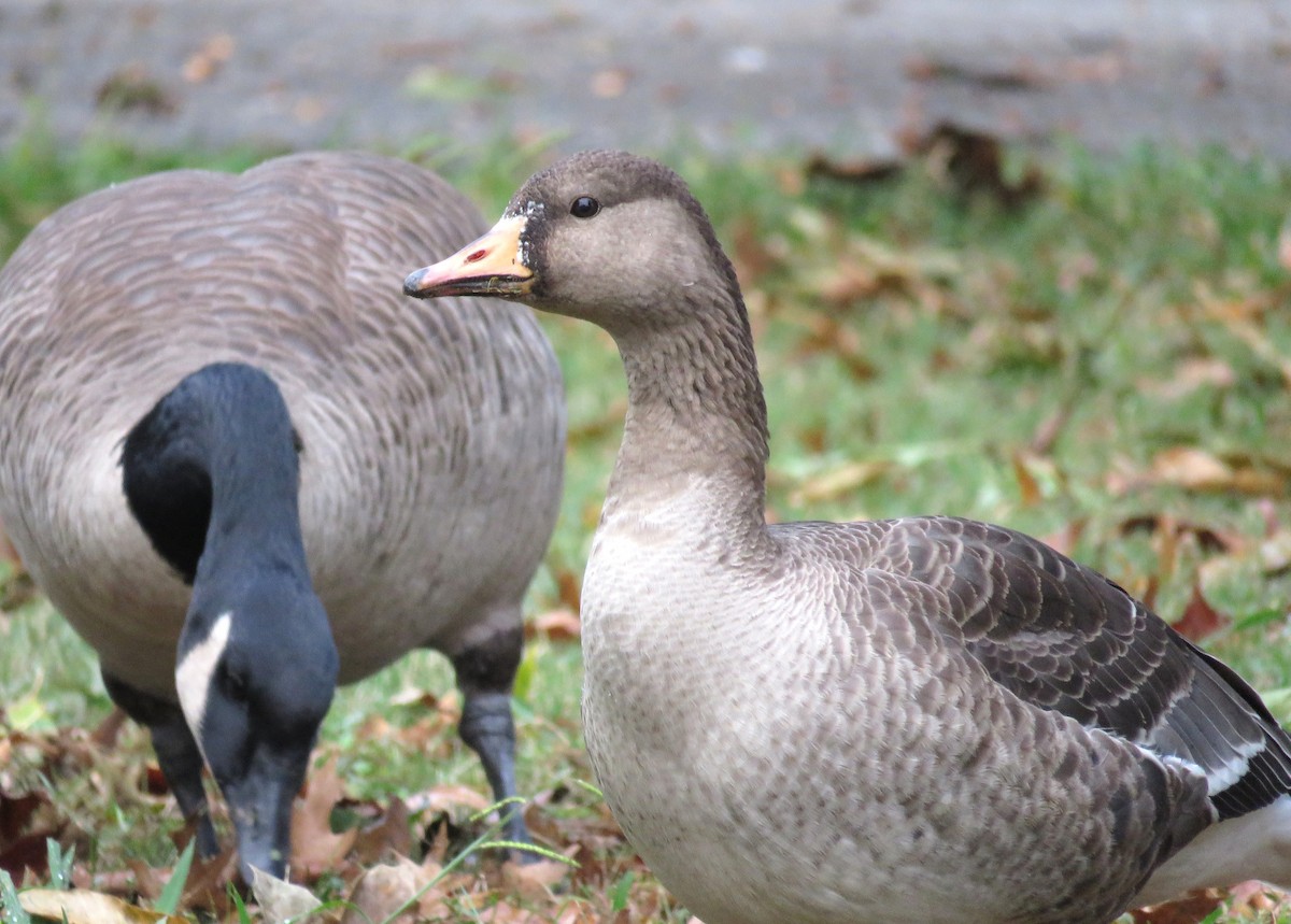 白額雁 - ML644469767