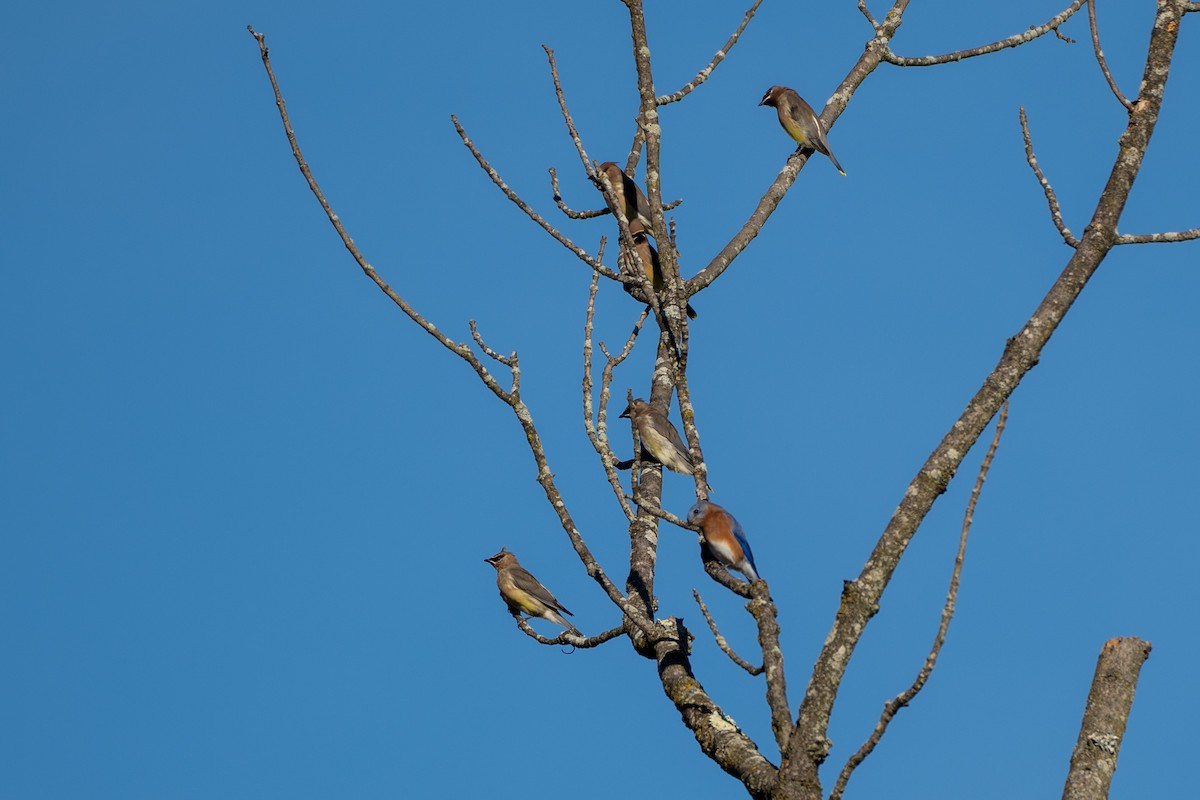 brkoslav americký - ML644469779