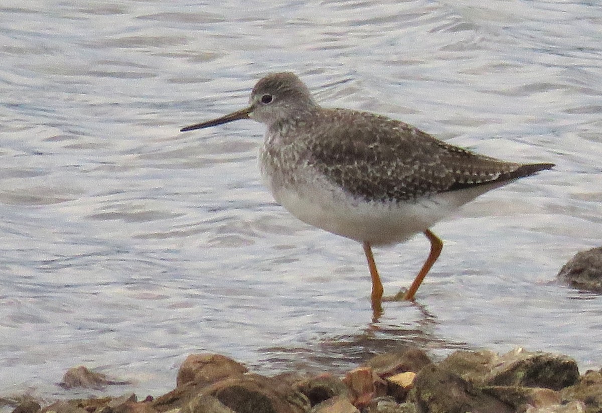 Greater Yellowlegs - ML644469781
