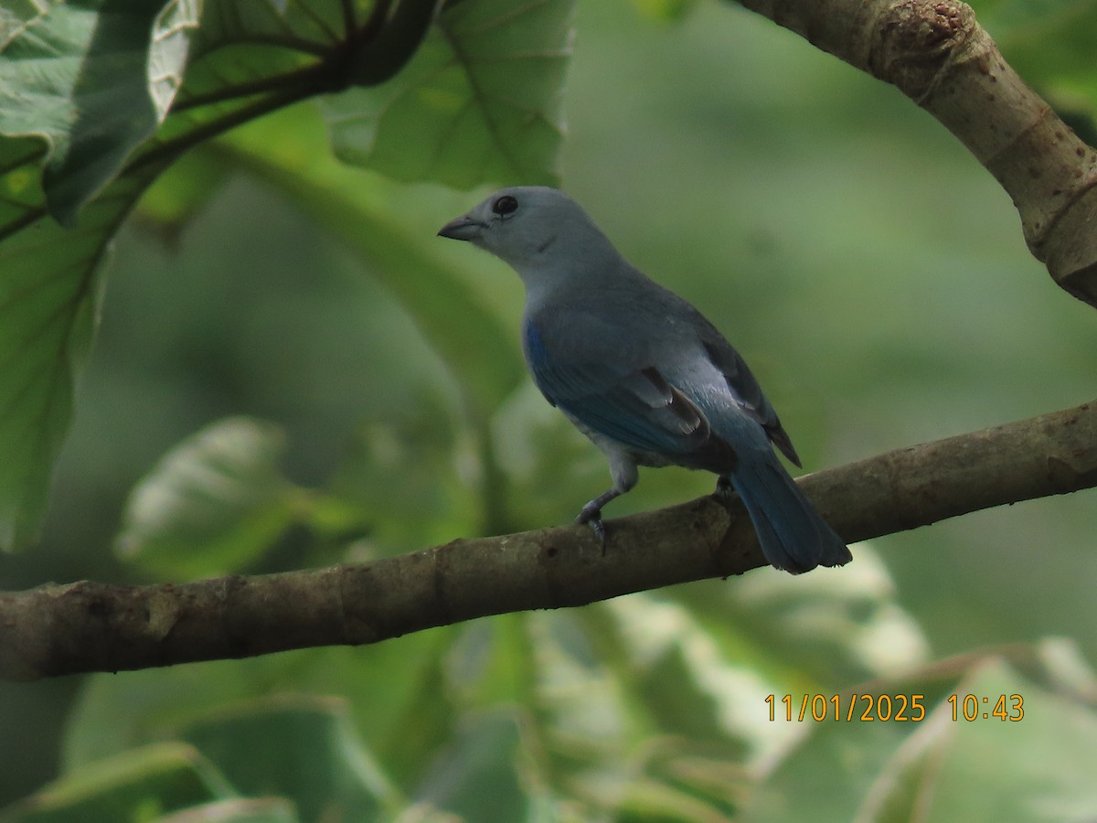 Blue-gray Tanager - ML644469782