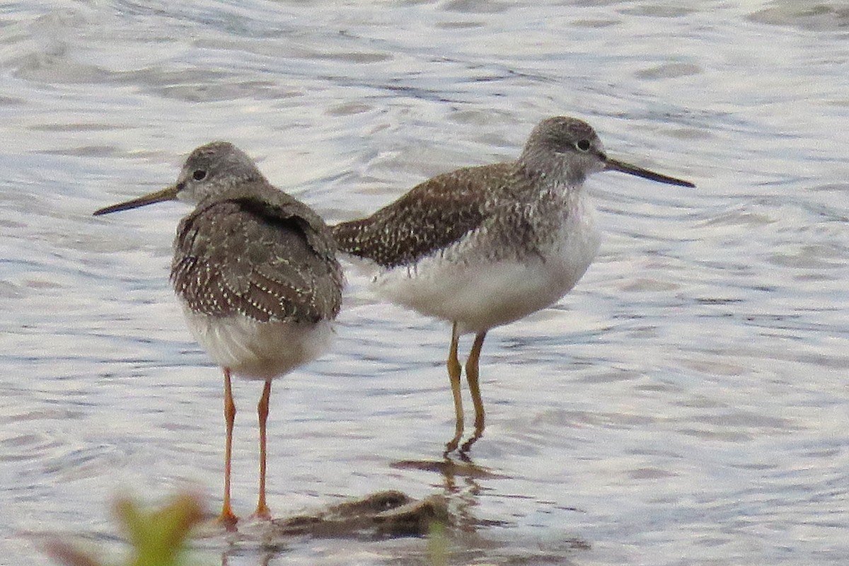 Greater Yellowlegs - ML644469785