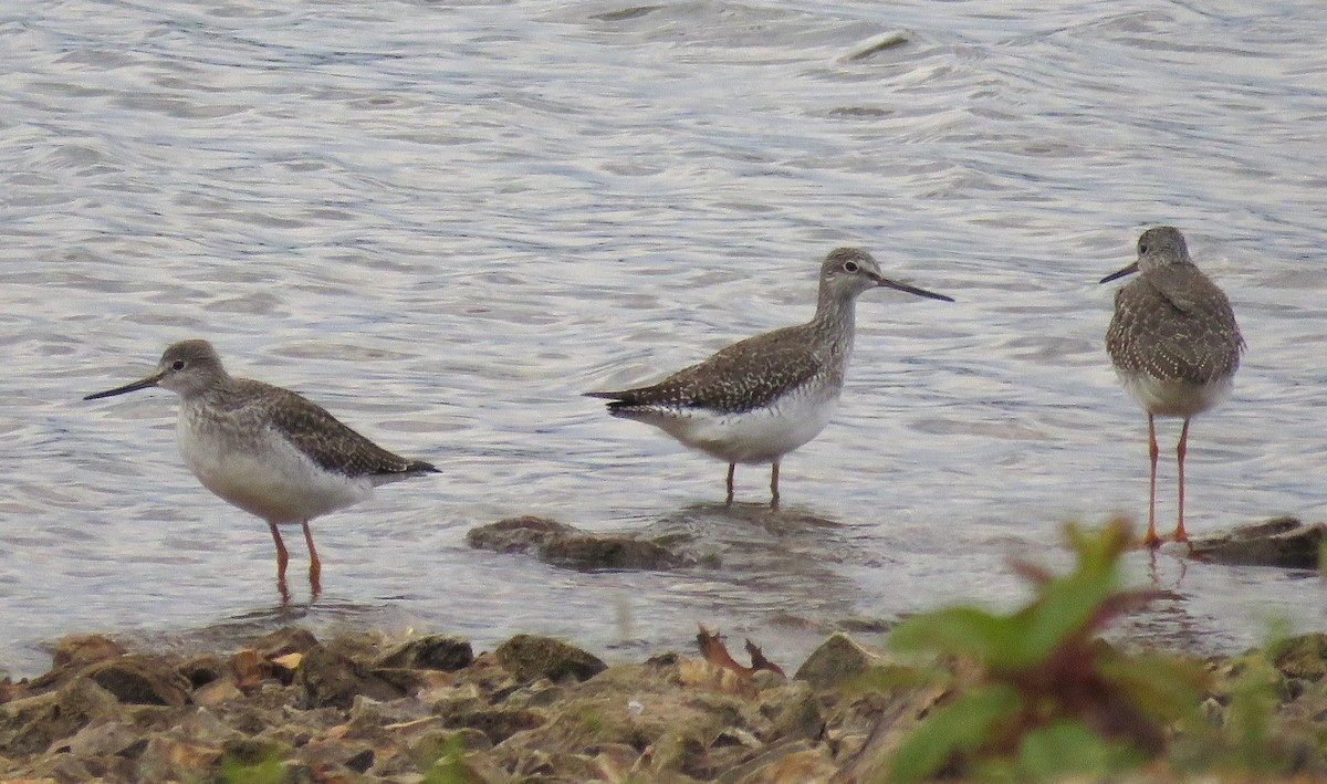 Greater Yellowlegs - ML644469786