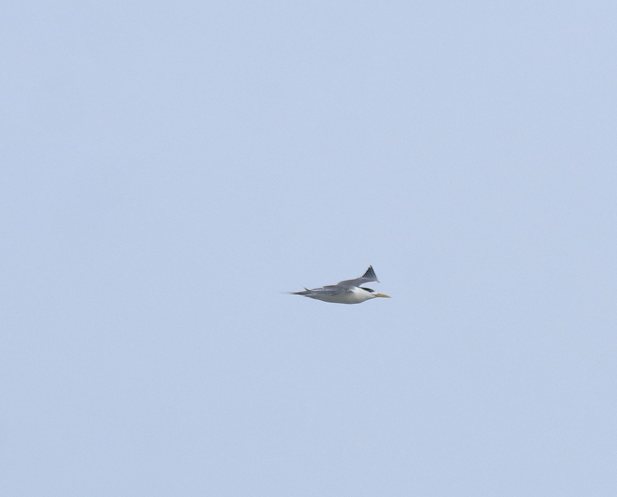 Крячок жовтодзьобий - ML644469796