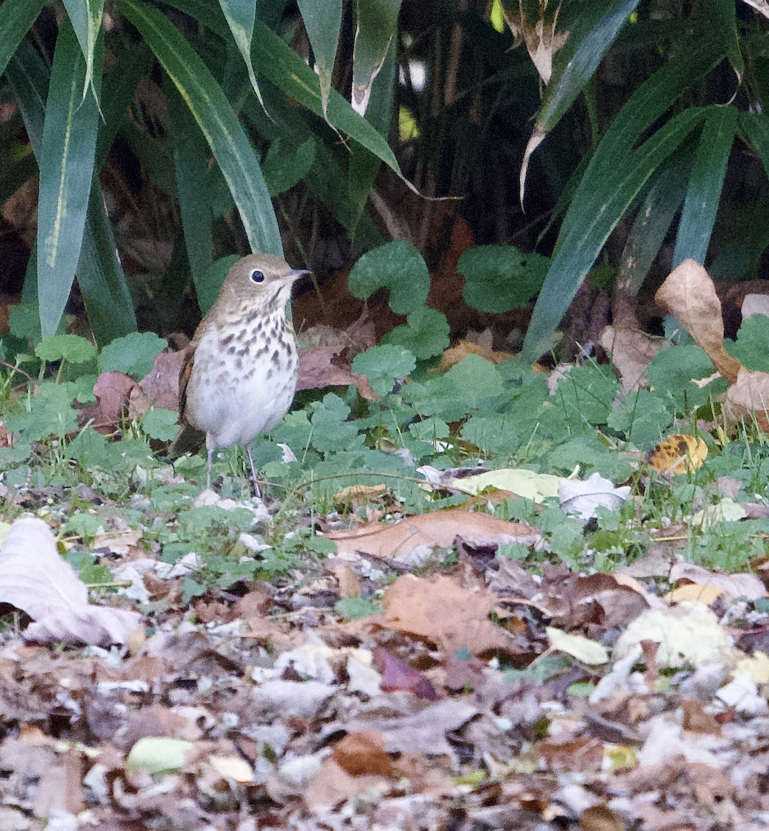 drozd rezavoocasý - ML644469800