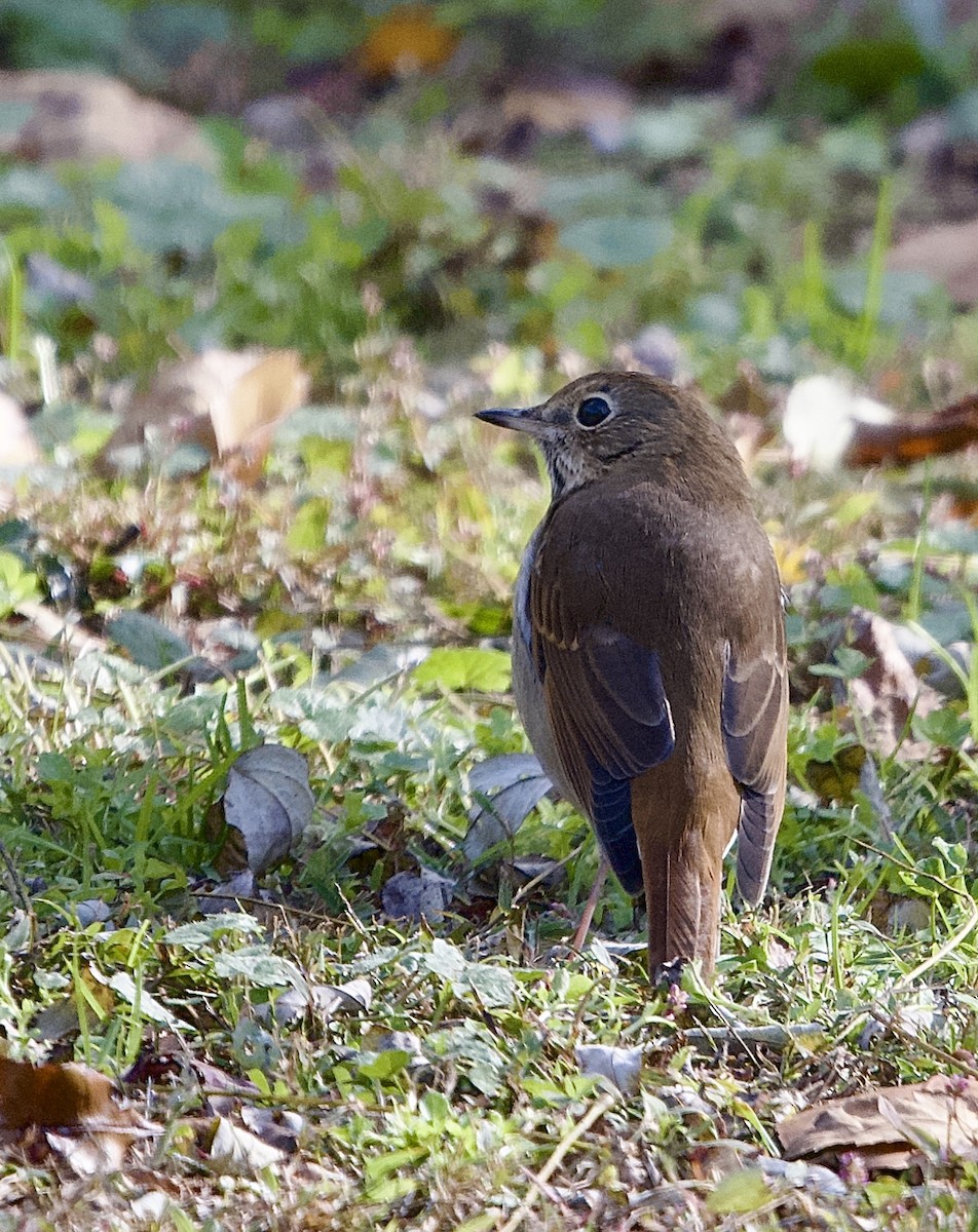 drozd rezavoocasý - ML644469801