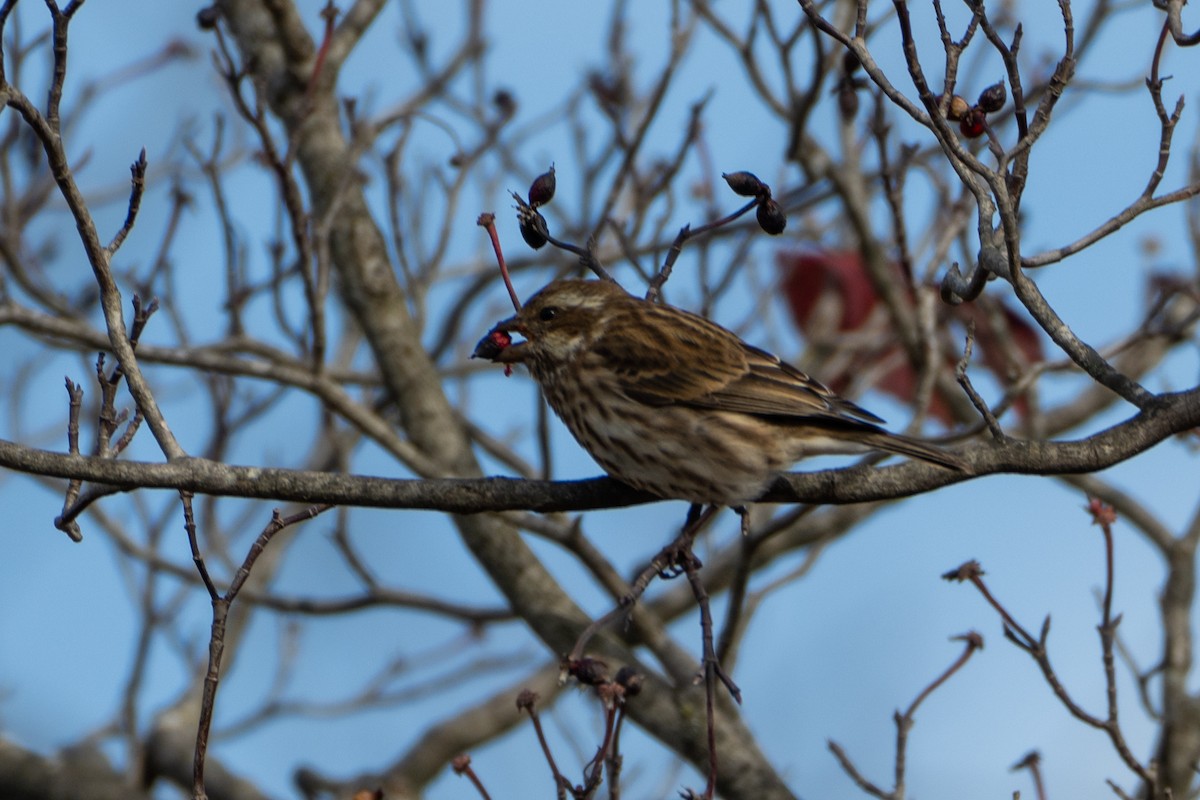 purpurfink - ML644469802