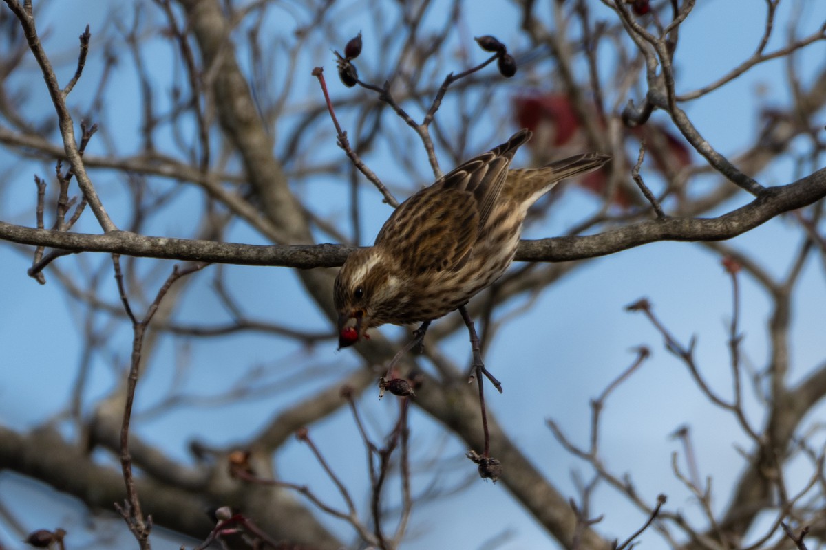 purpurfink - ML644469803