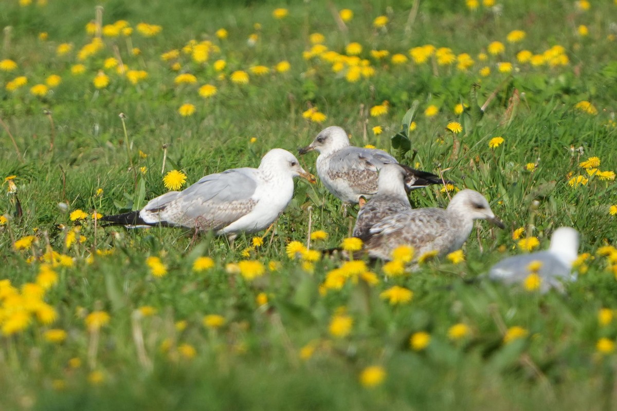 gull sp. - ML644469804