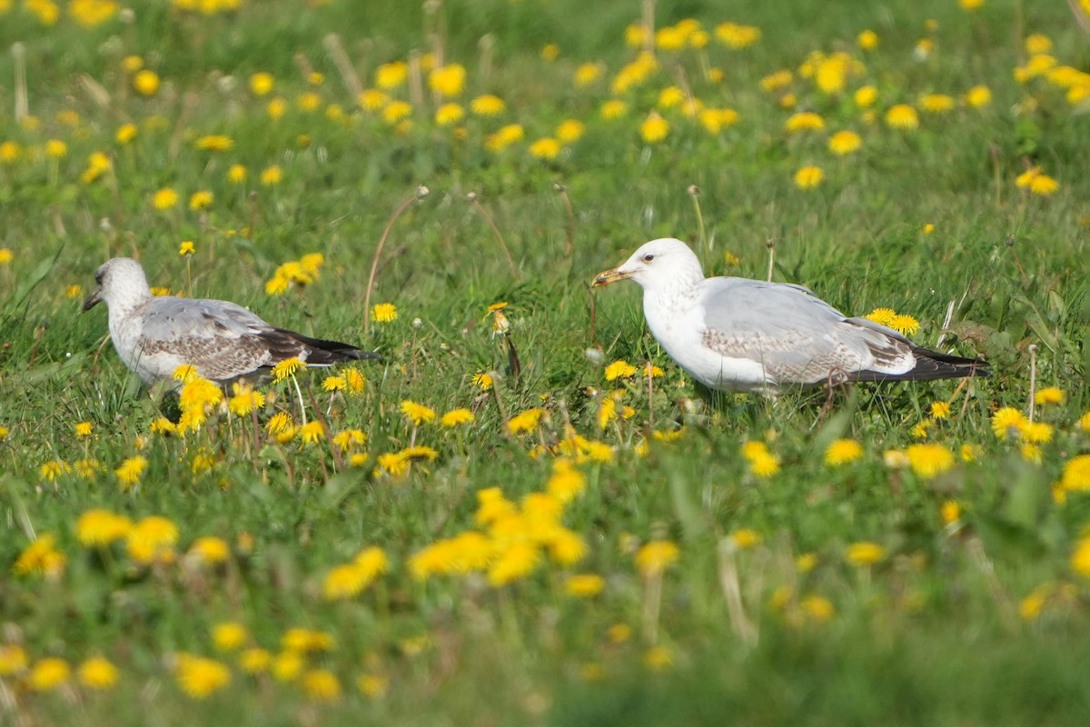 gull sp. - ML644469805