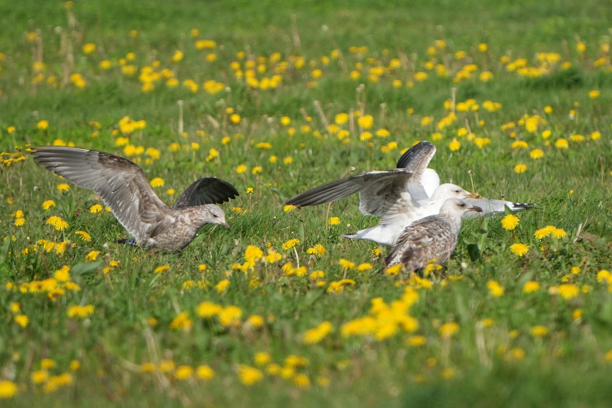 gull sp. - ML644469806