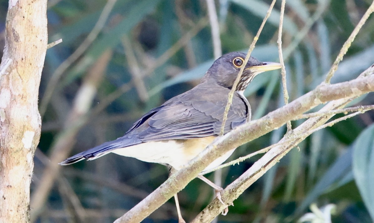 Дрізд білосмугий - ML644469808