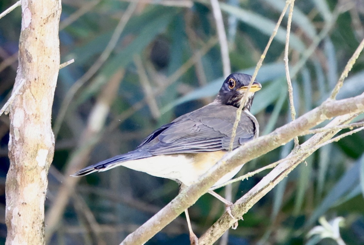 Дрізд білосмугий - ML644469809