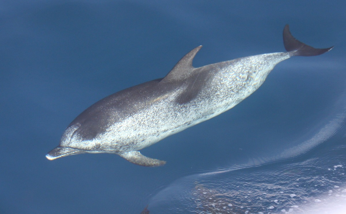 Atlantic Spotted Dolphin - ML644469811